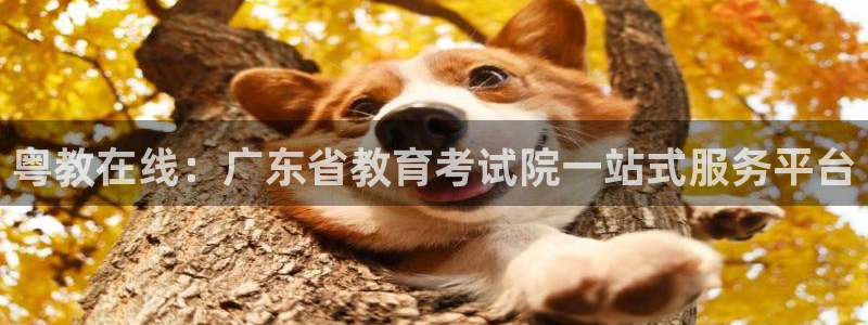 新宝5招商222111